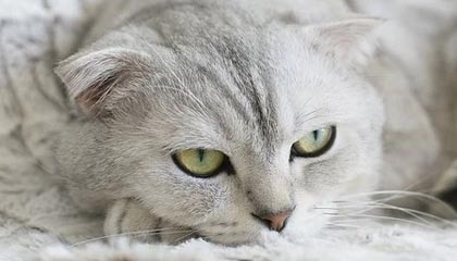 九游体育APP下载-AC米兰在意甲积分追平国际米兰，争夺榜首，意甲新赛季ac米兰比赛